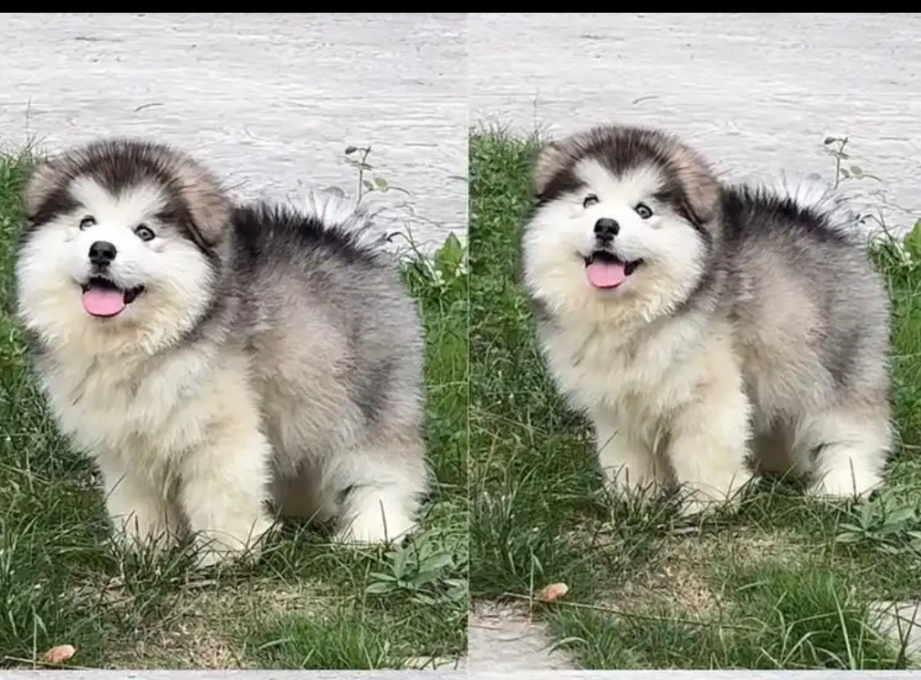 阿拉斯加雪橇犬